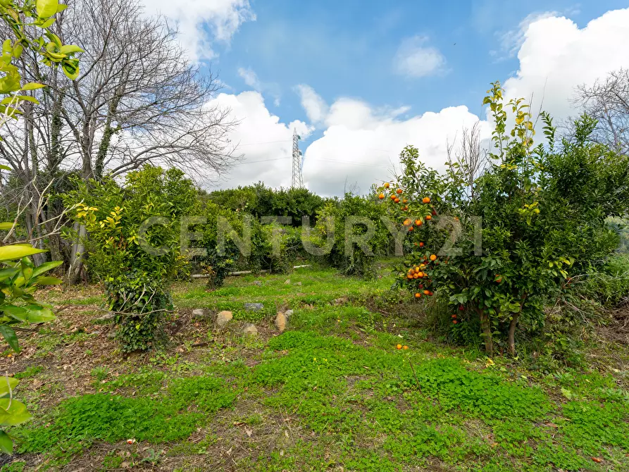 Immagine 31 di Terreno agricolo in vendita  in via giuseppe zinghirino 1 a Giarre