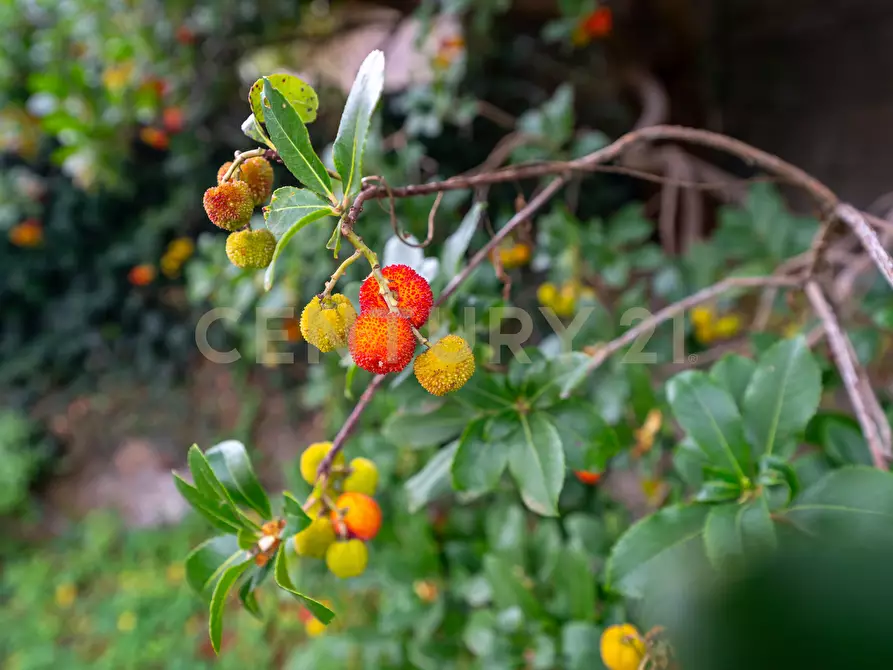 Immagine 66 di Villa in vendita  in via de pretis 4 a Mascalucia