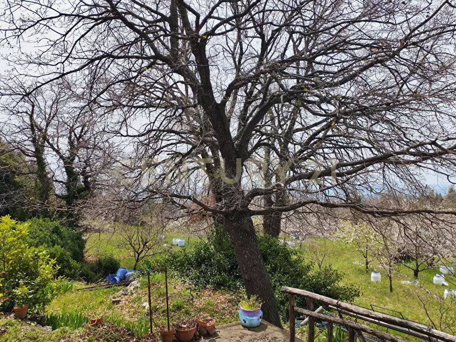 Immagine 11 di Terreno agricolo in vendita  in BIANCAVILLA a Catania