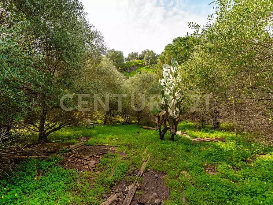 Immagine 34 di Terreno agricolo in vendita  in Contrada Vaccarizzo a Catania