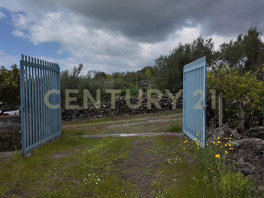 Immagine 18 di Terreno agricolo in vendita  in Contrada malvezzaro a Santa Maria Di Licodia