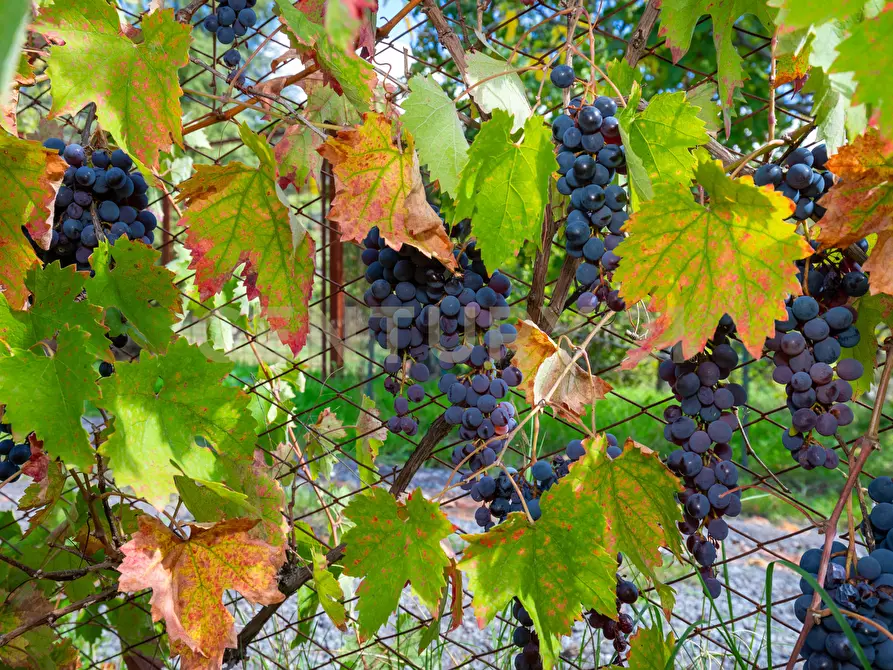 Immagine 23 di Villa in vendita  in Contrada Scolaro Cisterna a Adrano