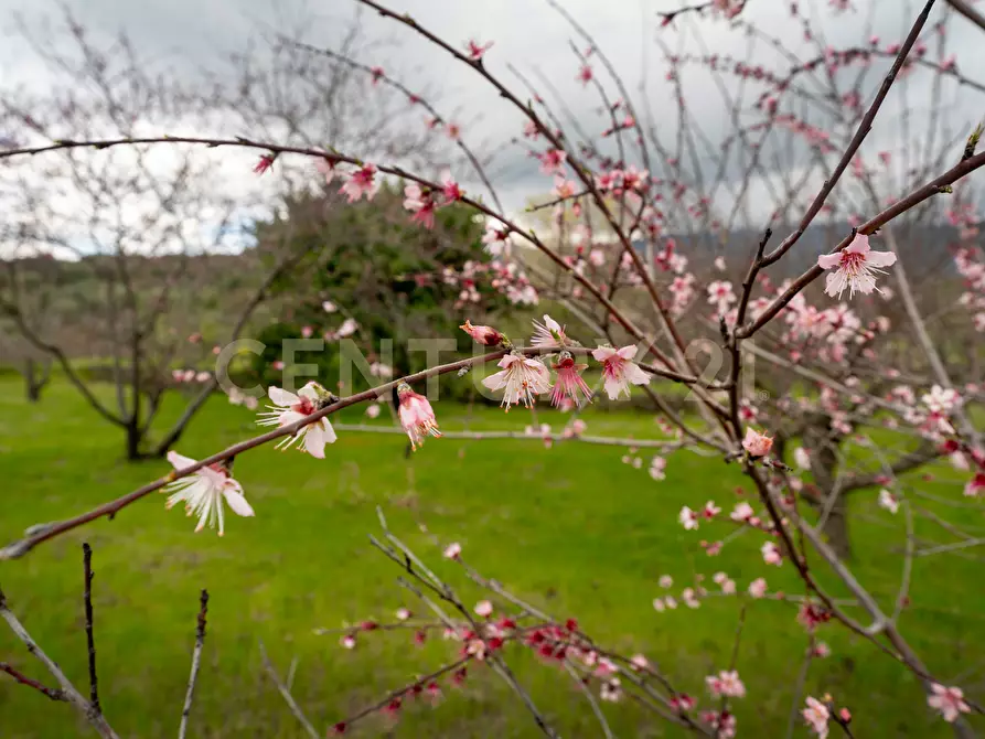 Immagine 52 di Casa indipendente in vendita  in Via Armando Diaz 83 a Zafferana Etnea