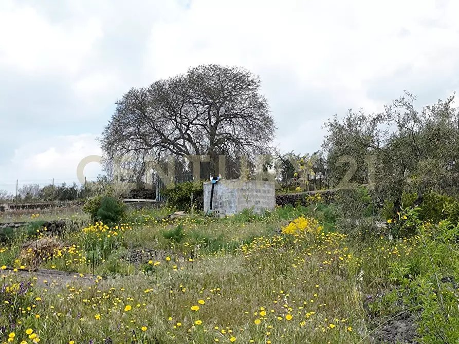 Immagine 7 di Terreno agricolo in vendita  in Contrada malvezzaro a Santa Maria Di Licodia