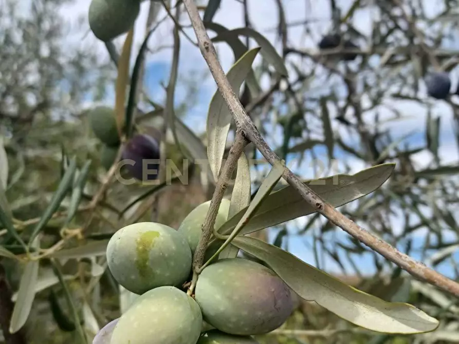 Immagine 9 di Terreno agricolo in vendita  in Contrada Agnelleria a Belpasso
