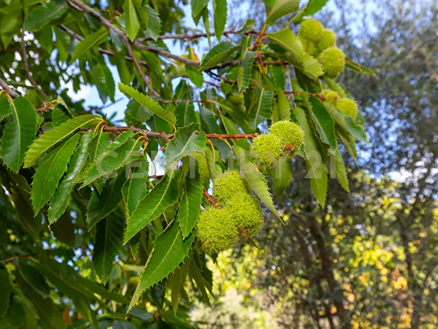 Immagine 31 di Villa in vendita  in Contrada Scolaro Cisterna a Adrano