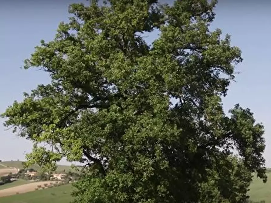 Immagine 11 di Rustico / casale in vendita  in CASTEL LEONE DI SUASA a Ostra Vetere