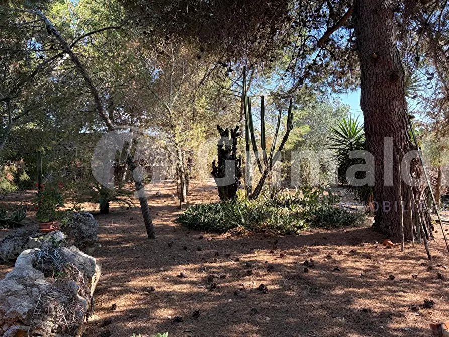 Immagine 10 di Casa indipendente in vendita  in Contrada Curlo a Sannicola