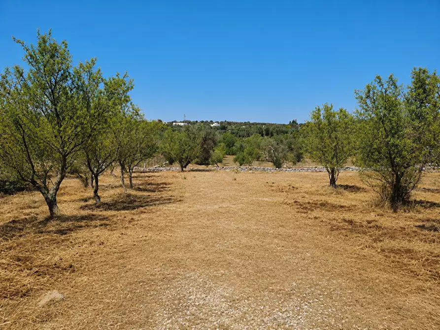 Immagine 4 di Terreno agricolo in vendita  in Contrada San Benedetto a Ostuni