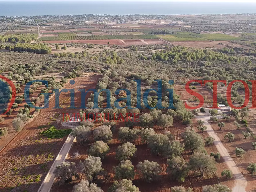 Immagine 6 di Terreno agricolo in vendita  a Manduria