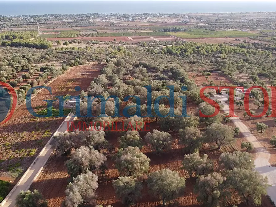 Immagine 4 di Terreno agricolo in vendita  a Manduria