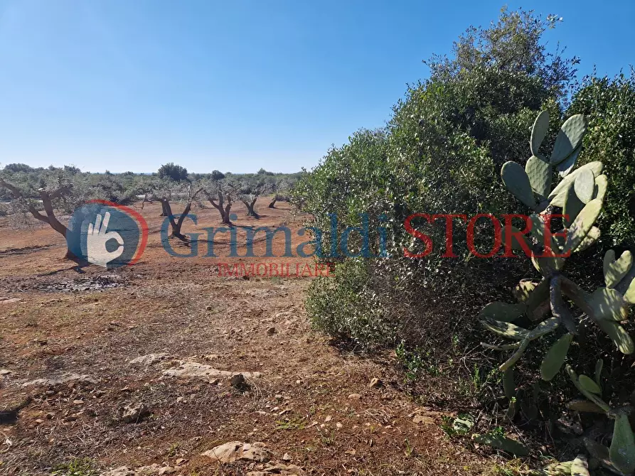 Immagine 23 di Casa indipendente in vendita  a Porto Cesareo