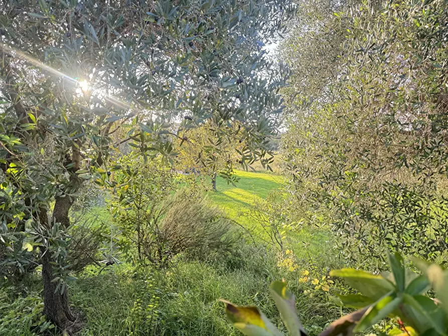 Immagine 3 di Terreno edificabile in vendita  a Pietrasanta
