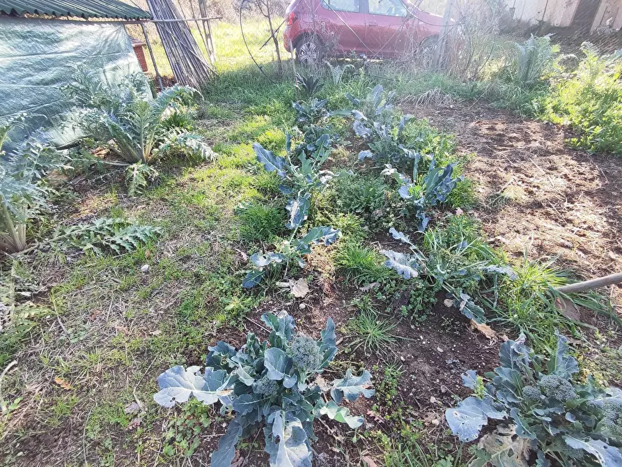 Immagine 13 di Terreno agricolo in vendita  in Via Colle di Mitriano a Guidonia Montecelio