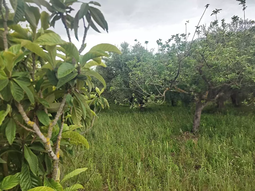 Immagine 10 di Terreno agricolo in vendita  in Via Colle Rosa a Tivoli