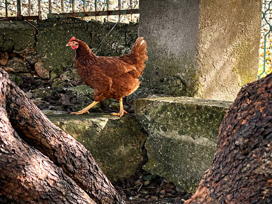 Immagine 3 di Terreno agricolo in vendita  in CONTRADA SABATU' a Canicattini Bagni
