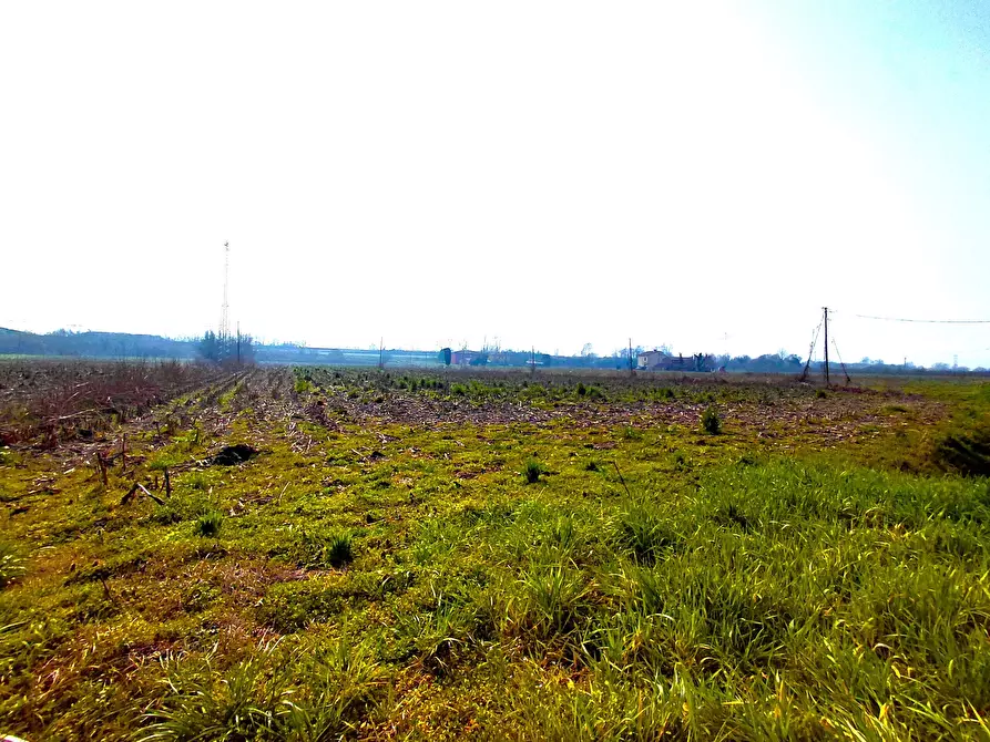 Immagine 4 di Terreno agricolo in vendita  a Boara Pisani