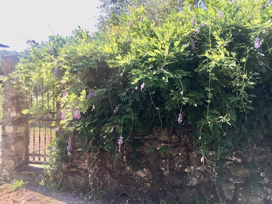 Immagine 17 di Agriturismo in vendita  a Castelnuovo Magra