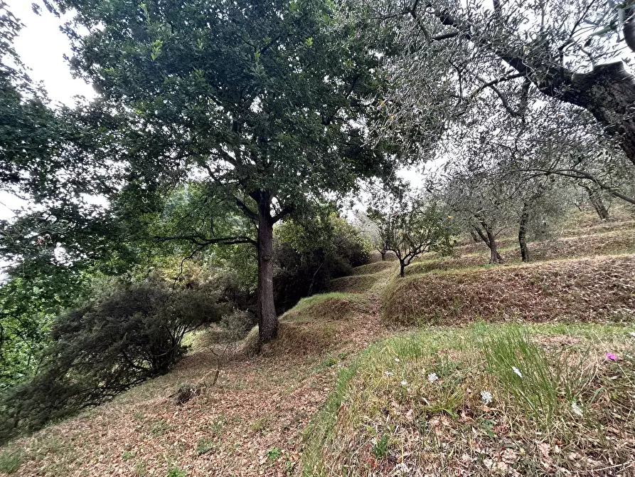 Immagine 20 di Terreno edificabile in vendita  a Arcola