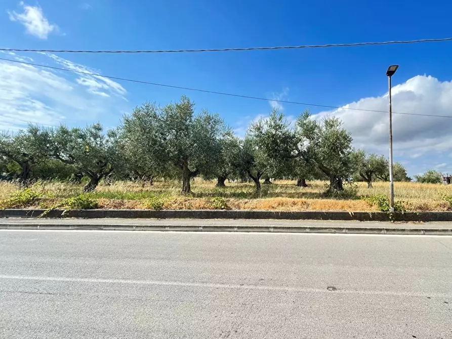 Immagine 19 di Terreno agricolo in vendita  a Silvi