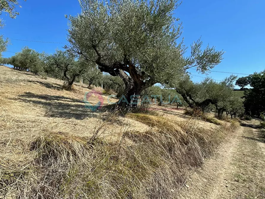 Immagine 23 di Casa indipendente in vendita  a Civitella Casanova