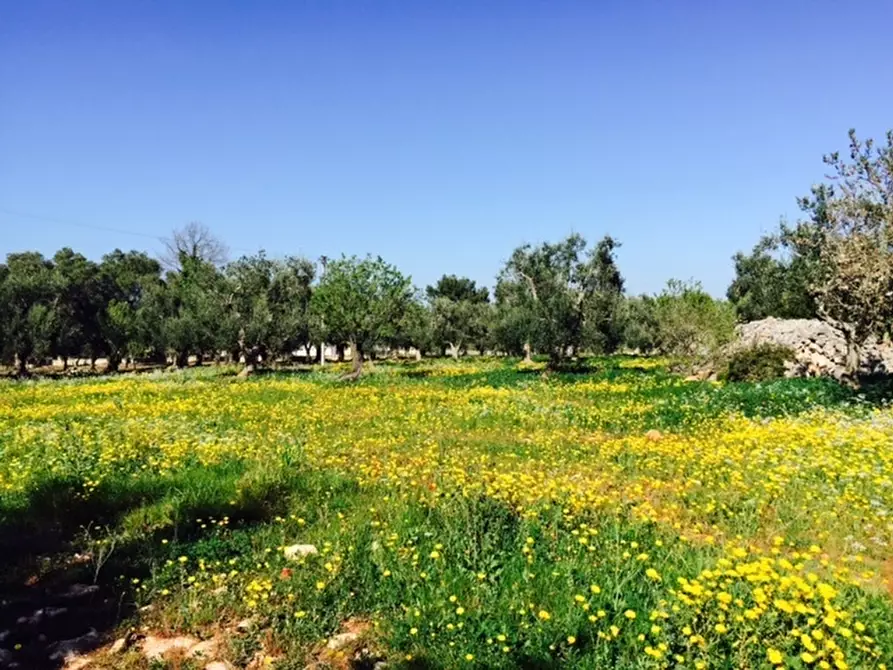 Immagine 10 di Terreno edificabile in vendita  in Contrada Giovannarolla a Ostuni