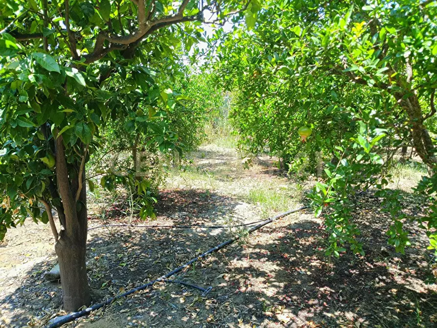 Immagine 15 di Terreno agricolo in vendita  in Contrada Agnelleria a Belpasso