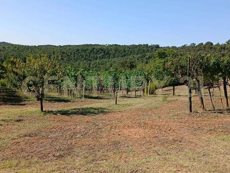 Immagine 45 di Azienda agricola in vendita  in località poggio al capraio snc a Roccastrada