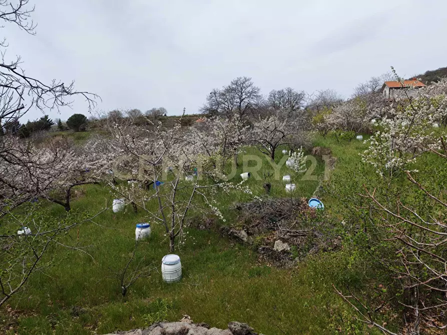 Immagine 18 di Terreno agricolo in vendita  in BIANCAVILLA a Catania