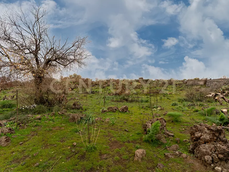 Immagine 5 di Terreno agricolo in vendita  in Via Santa Maria di Licodia a Belpasso