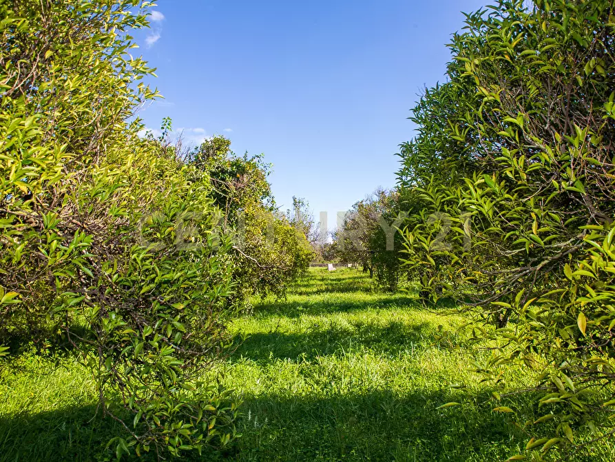 Immagine 6 di Terreno agricolo in vendita  in Via San Piero Patti 108 a Acireale