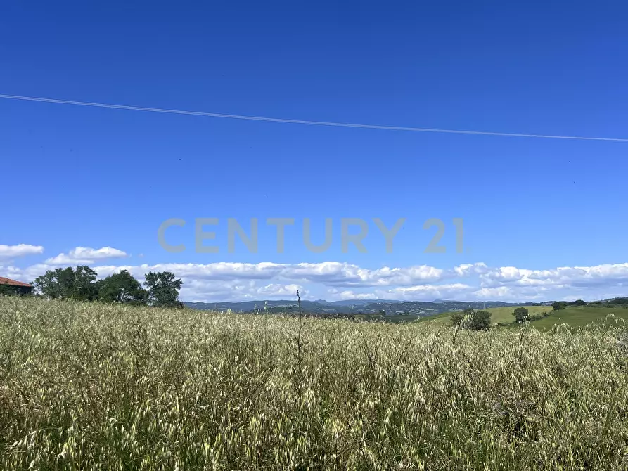 Immagine 6 di Terreno agricolo in vendita  in loc. la campigliola a Manciano