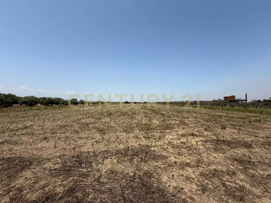 Immagine 13 di Terreno agricolo in vendita  in Strada Provinciale 104 snc a Lentini