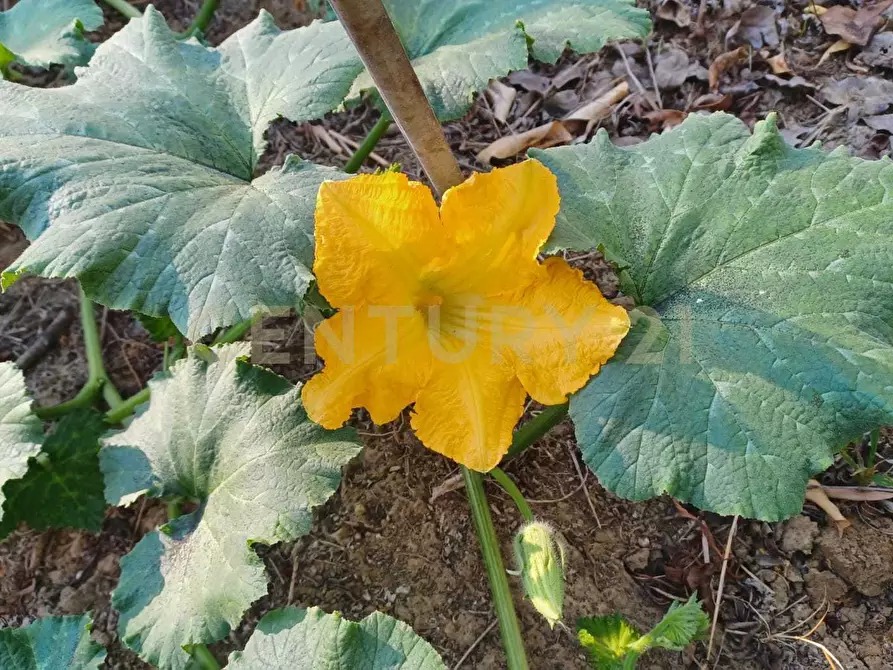Immagine 8 di Terreno agricolo in vendita  in Contrada Agnelleria a Belpasso