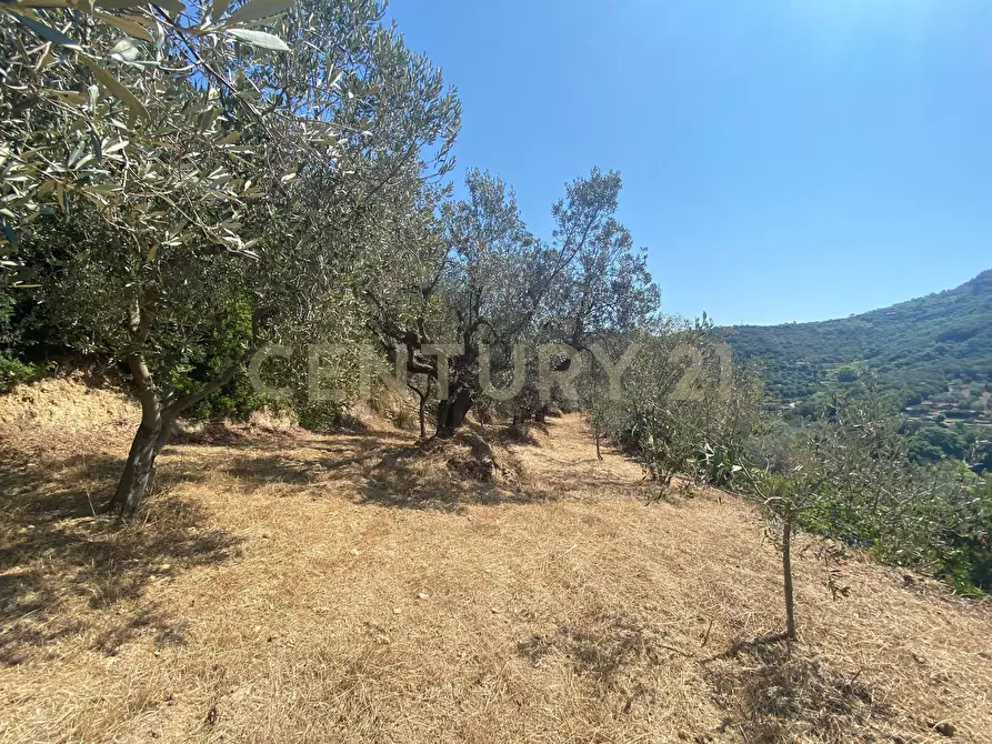 Immagine 4 di Rustico / casale in vendita  in Via del Campone 68A a Monte Argentario