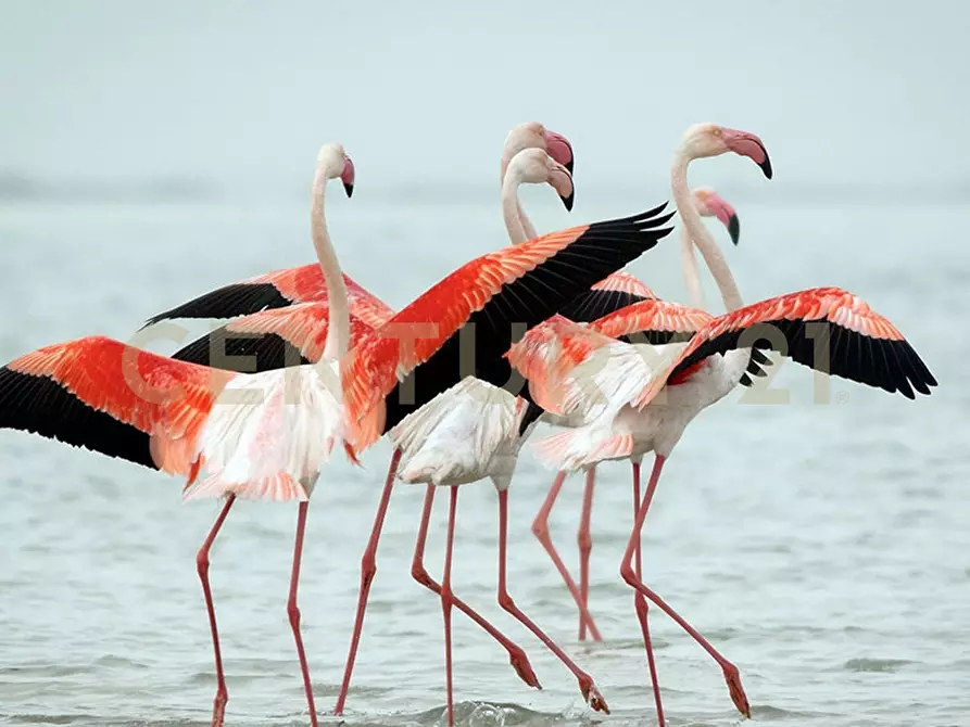 Immagine 2 di Villa in vendita  in Contrada Granelli 5 a Pachino