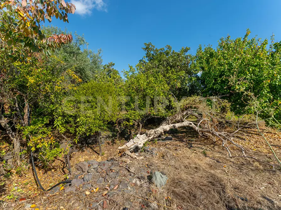 Immagine 18 di Villa in vendita  in Via di Bartolo a San Gregorio Di Catania