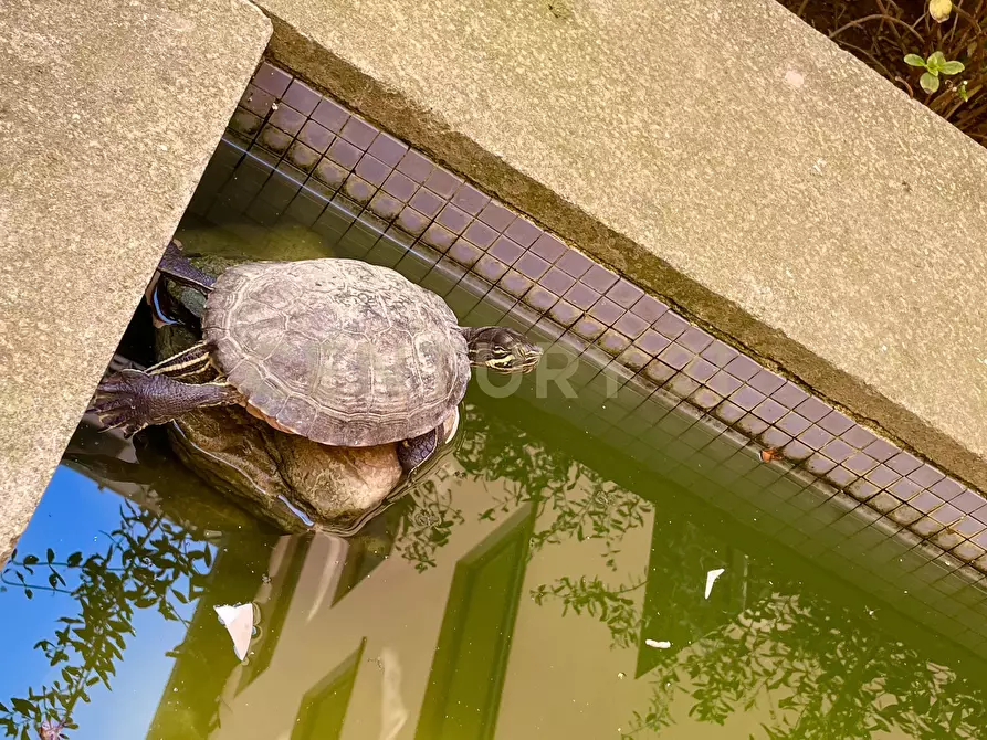 Immagine 18 di Bilocale in vendita  in Via Ss. Trinità 1 a Monte Argentario