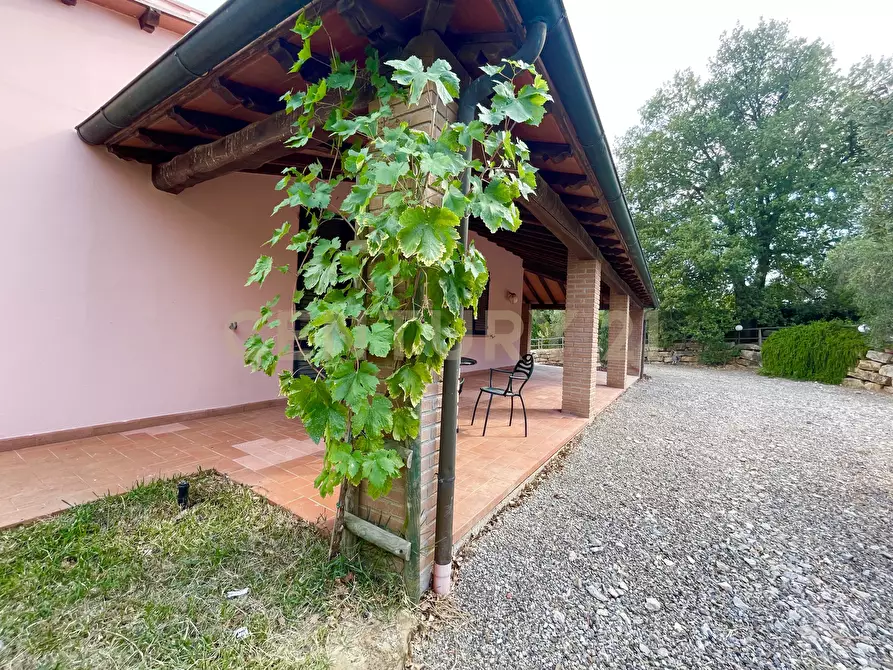 Immagine 3 di Azienda agricola in vendita  in località colle di lupo a Magliano In Toscana