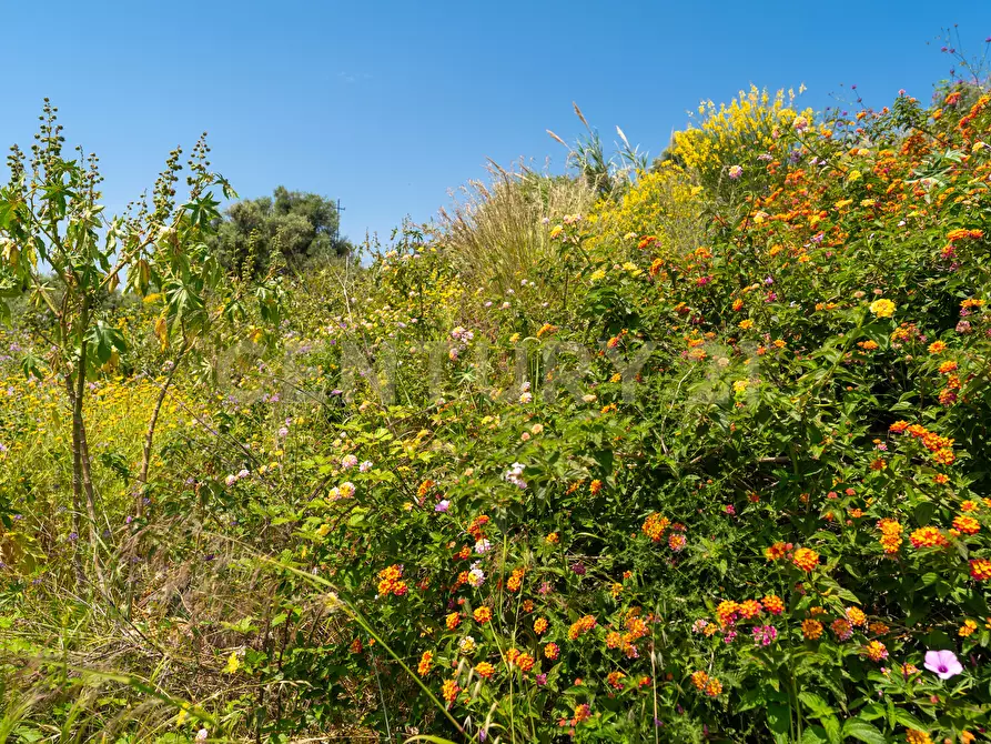 Immagine 20 di Terreno agricolo in vendita  in Via Vampolieri 14 a Aci Castello