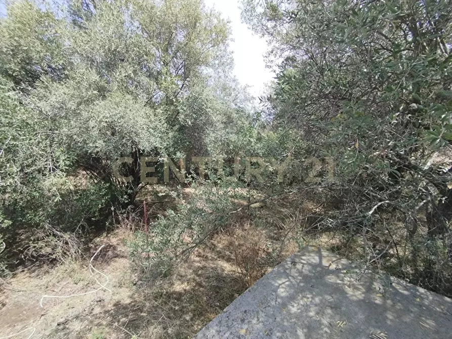 Immagine 22 di Terreno agricolo in vendita  in CONTRADA MANGIONE snc a Catania