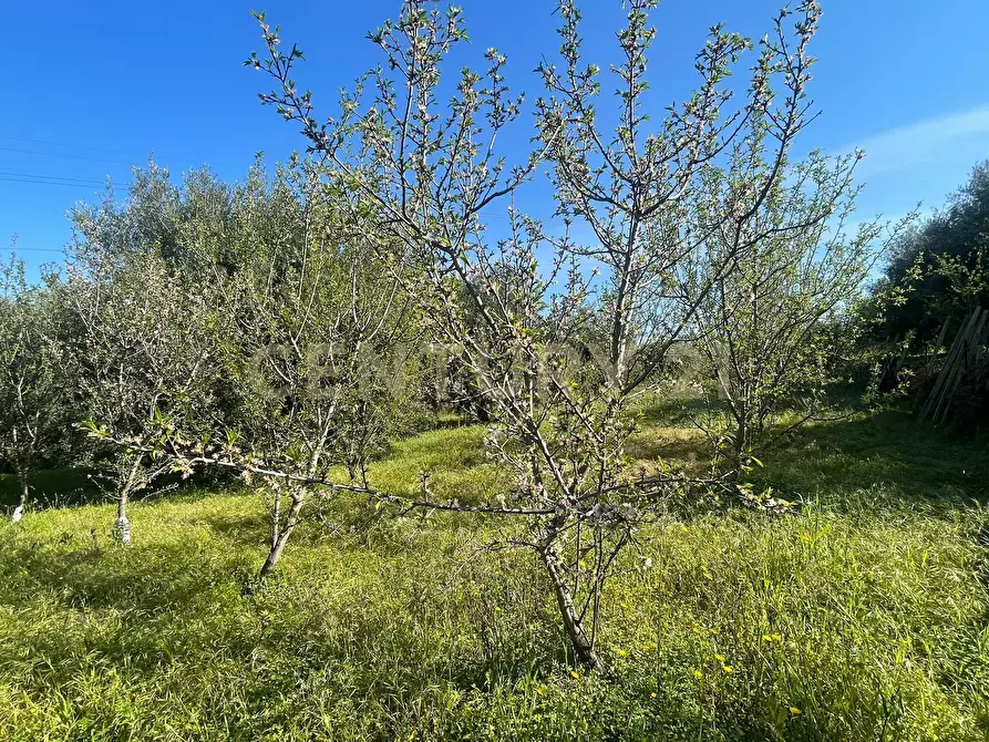 Immagine 23 di Terreno agricolo in vendita  in contrada agnelleria a Belpasso