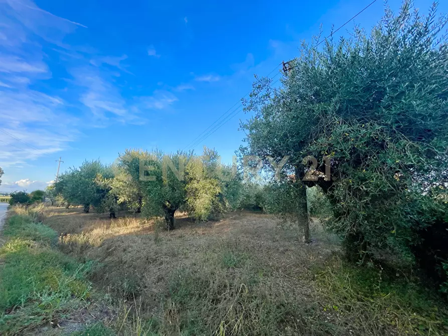Immagine 18 di Porzione di casa in vendita  in Strada Vicinale di San Donato 36 a Orbetello
