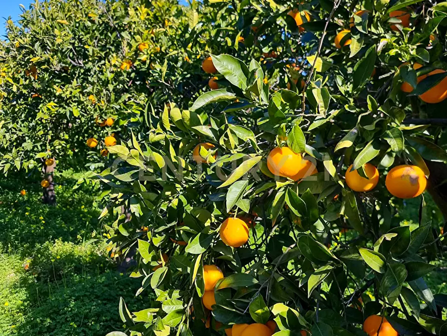 Immagine 17 di Rustico / casale in vendita  in Strada Provinciale 92 92 a Francofonte