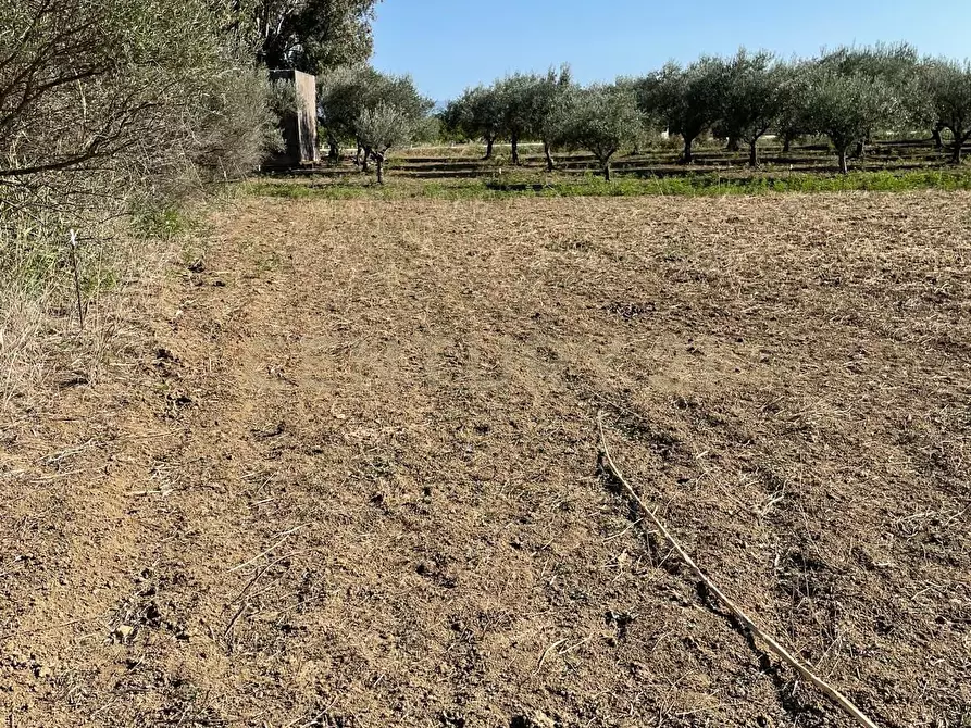 Immagine 7 di Terreno agricolo in vendita  in Strada Provinciale 104 snc a Lentini