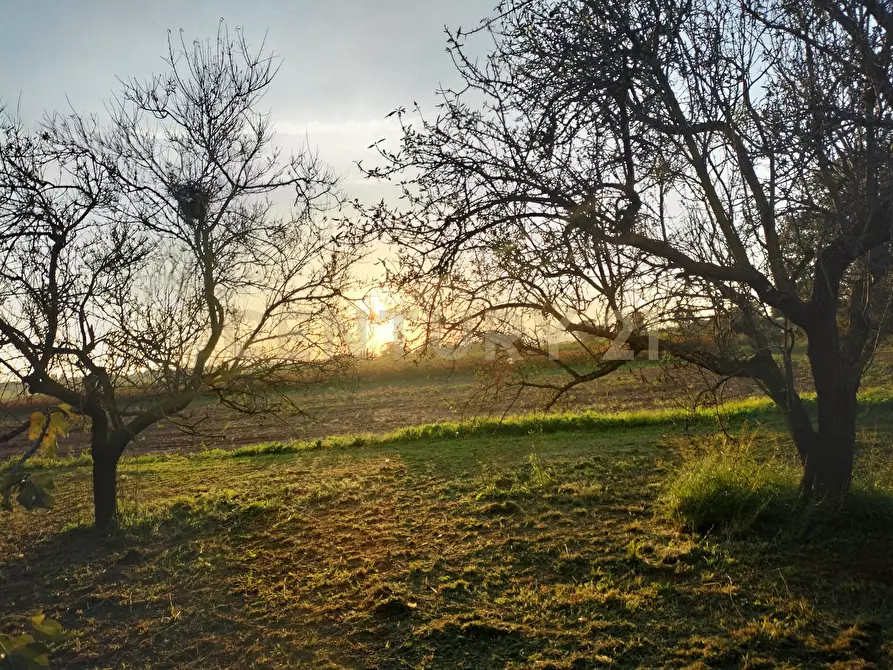 Immagine 7 di Rustico / casale in vendita  in Strada Pedemontana a Capalbio