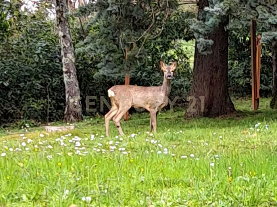 Immagine 22 di Villa in vendita  in Località Poggio Murella 68 a Manciano