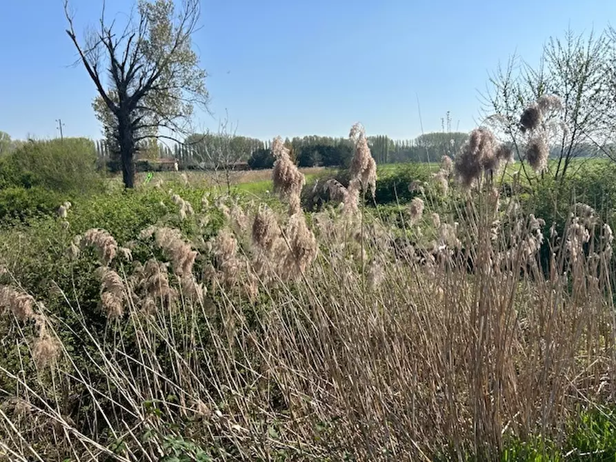 Immagine 5 di Terreno agricolo in vendita  in Via Prato Pelagal 43 a Bovolone