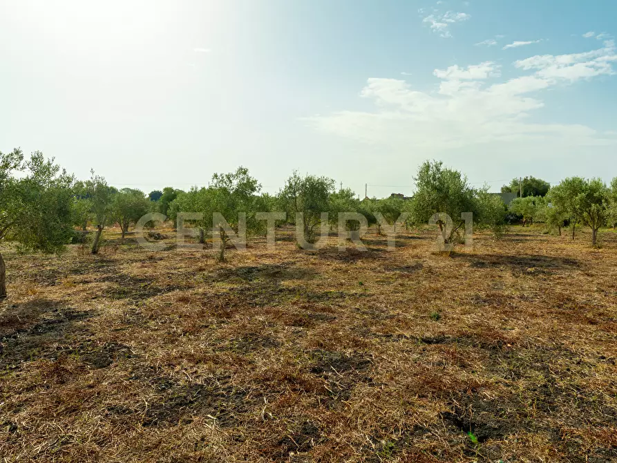 Immagine 15 di Terreno agricolo in vendita  in Strada Statale 194 a Carlentini