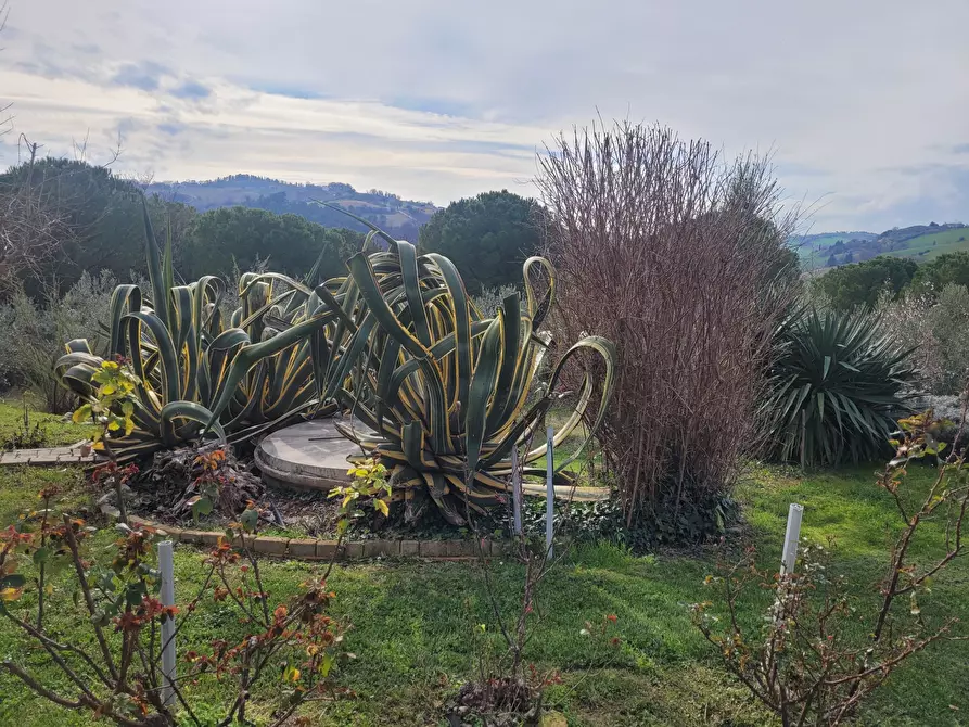 Immagine 16 di Rustico / casale in vendita  in morrovalle a Morrovalle